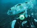 ハリセンボン動画