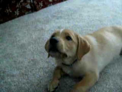 Golden Retriever Labrador mix puppy Riley first week