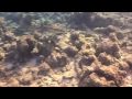 Maldives 2009 Kuredu Just Snorkeling Part 2