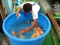 Japan koi farm Ikarashi