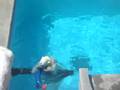 Oga Aquarium polar bears GOUTA