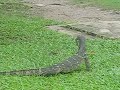 Water monitors in Lumphini Park, Bangkok