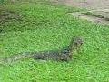 videos de Water monitors in Lumphini Park, Bangkok