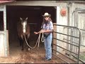 Clicker Training Horses