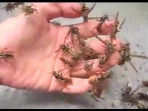 how to relieve wasp sting