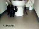 gato entretenido(la mejor forma de librarte de tu gato jaja) gato entretenido(la mejor forma de librarte de tu gato jaja)