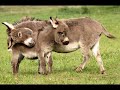 Luv My Donkey
