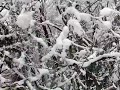 video1.mov Video