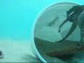 videos de Octopus life - Vida de pulpo