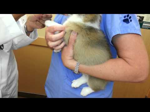 how to administer kennel-jec 2