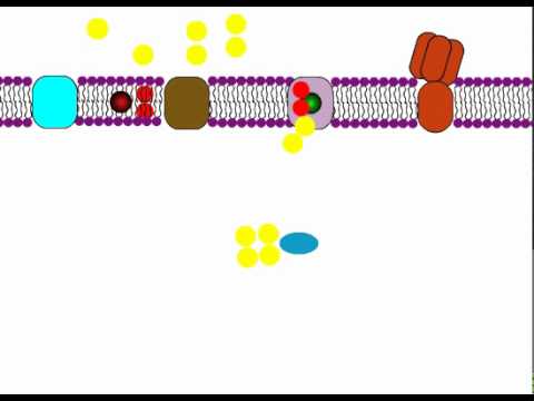 Electron Transport Chain