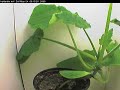 Squash plant timelapse, 45 000