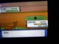 Catching two shiny Wooper in a row!!!   (shiny chaining) 40er shiny chain
