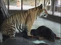 Tiger-having-Boom-Bo