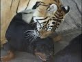 Tiger-having-Boom-Bo