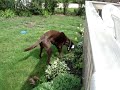 Click here to watch this video MOV04377.MPG