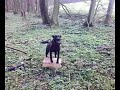 Kist revieren; KNPV