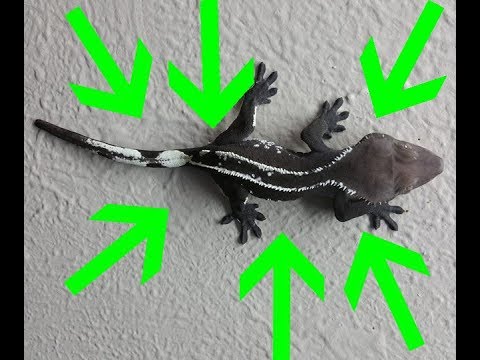 YouTube reptile video