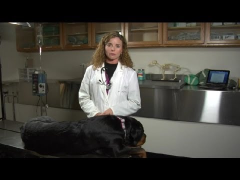 how to relieve constipation in dogs