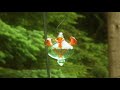 Rufous Hummingbird