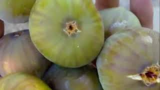 قرية دير ايوب باب الواد قضاء القدس قرية دير ايوب باب الواد قضاء القدس