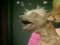 The worlds ugliest dog! The worlds ugliest dog!