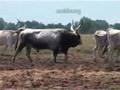 533 Hortobágy King of the herd  a traditional Hungarian breed of bull vonuló bikal