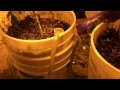 Northwest Herbal Car week 1 Half Flow Bucket Tst