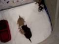 videos de 100 0784 VIDEO -- BABY'S 17 Dec 08 Litter