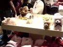 Doggie Toyss~