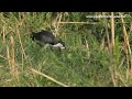Avian Treasures of the Philippines (Fifth of a Series)