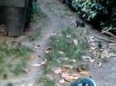 Filming the Kitties [Take Two ]
