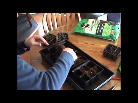 how to transplant dusty miller