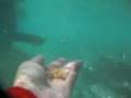 久米島 はての浜の熱帯魚