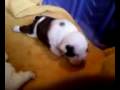 videos de Bulldog Puppy's First Steps