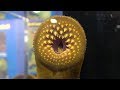 Download Giant Sea Lamprey In Aquarium Mouth Closeup In 4k Mp3 Song