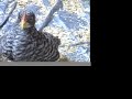 Baby Barred Bantams Baby Barred Bantams