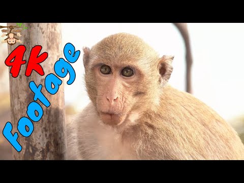Những Cảnh Quay Đẹp Chất Lượng 4K Về Loài Khỉ Tập 24