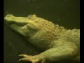 Albino alligator underwater