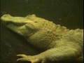 Albino alligator underwater
