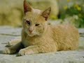 Click here to watch this video Kucing