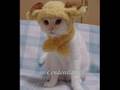 Kucing