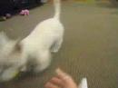 play catch play catch
