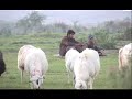 East Turkestan/Xinjiang/NIYA East Turkestan/Xinjiang/NIYA