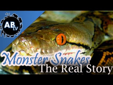 YouTube reptile video