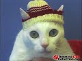 Funny Cats Vol 7 Funny Cats Vol 7