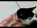 Kuty e as cenouras!