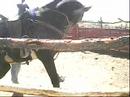 Bucking horse