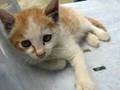 猫動画 以心伝心