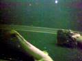 videos de Bichirs